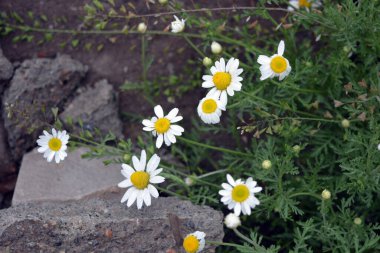 Ukrayna topraklarında yetişen güzel, sıradan kır çiçekleri. Tıbbî, kullanışlı, evin arkasında büyüyen papatya çayı..