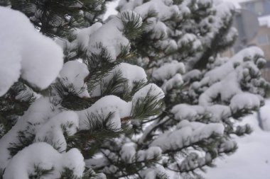 Yeşil pofuduk Noel ağacı, parlak beyaz karla kaplı gür bir Noel ağacının güzel dalları. Güzel Noel, yeni yıl, orman güzeliyle şenlikli bir geçmiş..