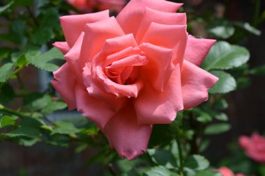 Parlak neon pembe güllerin harika fotoğrafları, gül yaprakları, güzel renkler ve sıradan bir şekli yok. Güzel bir bahçede ev gülü. Bahçede bahar gülleri var. Gül tomurcukları ve gül tomurcukları. Photoshop olmadan sihirli çekim.