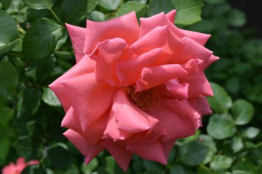 Parlak neon pembe güllerin harika fotoğrafları, gül yaprakları, güzel renkler ve sıradan bir şekli yok. Güzel bir bahçede ev gülü. Bahçede bahar gülleri var. Gül tomurcukları ve gül tomurcukları. Photoshop olmadan sihirli çekim.