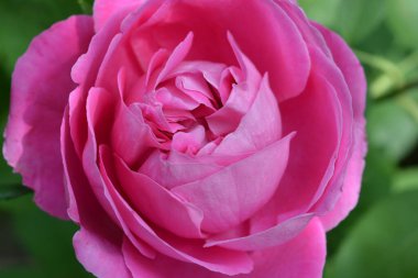 Şiddetli yağmurdan sonra gül goncası açtı, su damlalarında yükseldi