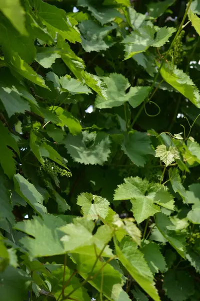 Home garden, young and green vines with large leaves and young fruits, green clusters growing not far from the house.