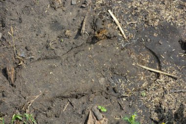 Bir insan ayakkabısının ayak izi, yerdeki bir ayak izi..