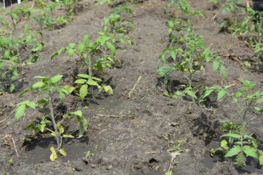 Ev sebze bahçesi, evden uzakta yetişmeyen küçük yeşil domates çalıları..