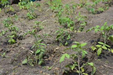 Ev sebze bahçesi, evden uzakta yetişmeyen küçük yeşil domates çalıları..