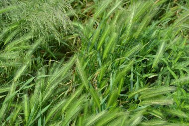 Yeşil bitki arka planı, yeşil alan, çim ve küçük dikenler, güzel doğa.