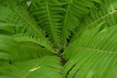 Geniş, kendine özgü yaratıcı yeşil eğrelti otu yaprakları, yeşil yapraklar. Bir eğrelti otunun alışılmadık yaprakları ve ilginç ve gizemli bir güneş ışığı. Doğal yeşil orman Muhteşem bir arka plan.