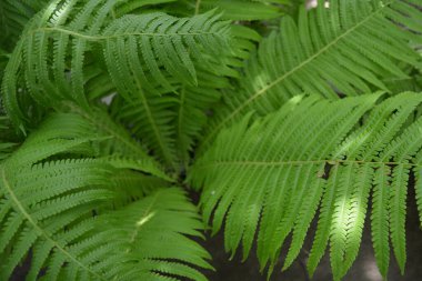 Geniş, kendine özgü yaratıcı yeşil eğrelti otu yaprakları, yeşil yapraklar. Bir eğrelti otunun alışılmadık yaprakları ve ilginç ve gizemli bir güneş ışığı. Doğal yeşil orman Muhteşem bir arka plan.