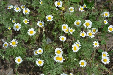 Şifalı bitkiler, Ukrayna 'nın yabani çiçekleri, küçük beyaz papatyalar, mayweed, evlerinden uzakta yetişmeyen Matrikaria..