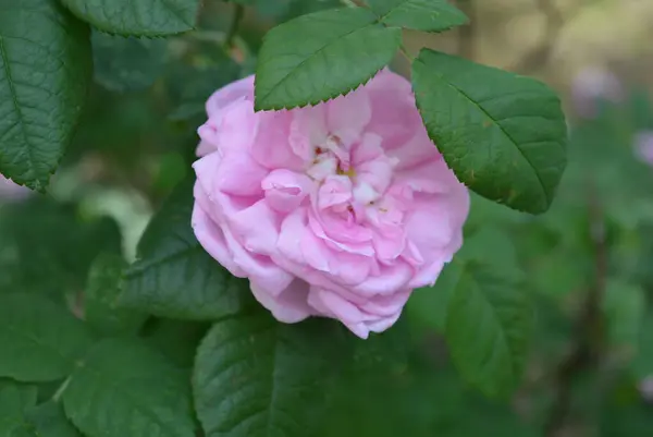 Delicate and beautiful pink, light pink rosebuds, large tea rose bush.