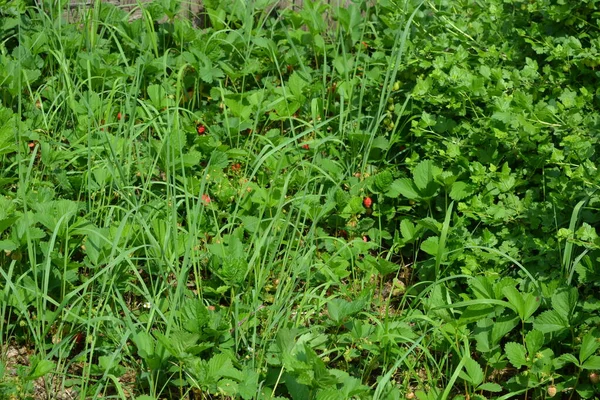 Ein Heimischer Gemüsegarten Mit Erdbeersetzlingen Und Bewachsen Mit Grünem Langem Stockfoto