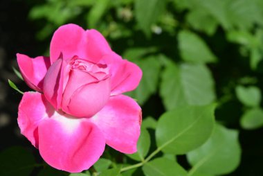 Şiddetli yağmurdan sonra gül goncası açtı, su damlalarında yükseldi