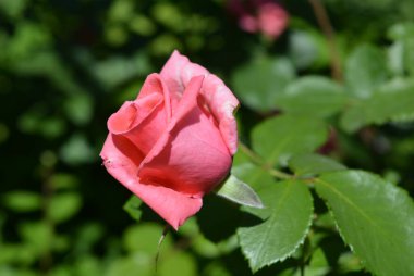 Güzel pembe gül tomurcukları. Yeşil yaprakları ve peyzajı olan doğa. Pembe güllerin güzel parlak tomurcuğu, yeşil çalıların arkasında güzel ve güzel açan güller..