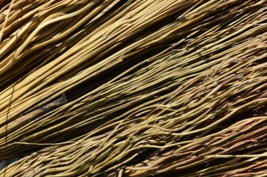 Güneş ışınlarıyla aydınlatılan, çim familyasından gelen kuru sapların ve dal dallarının alışılmadık altın sarısı, kahverengi arka planı..