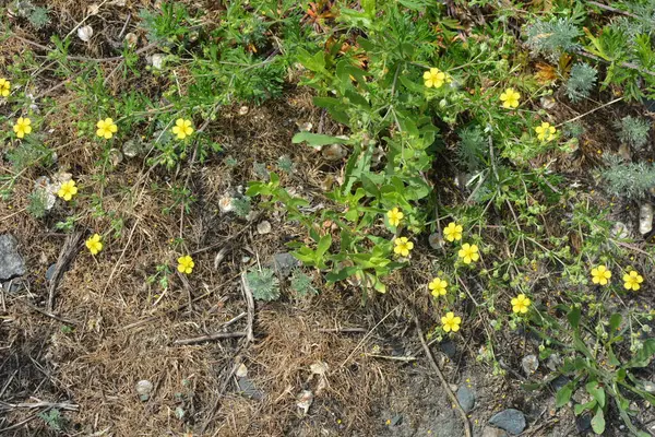 Earth, small stones with small plants and small yellow flowers on the background.