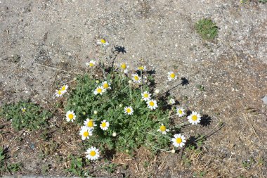Şifalı bitkiler, Ukrayna 'nın yabani çiçekleri, küçük beyaz papatyalar, mayweed, evlerinden uzakta yetişmeyen Matrikaria..