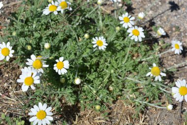 Şifalı bitkiler, Ukrayna 'nın yabani çiçekleri, küçük beyaz papatyalar, mayweed, evlerinden uzakta yetişmeyen Matrikaria..