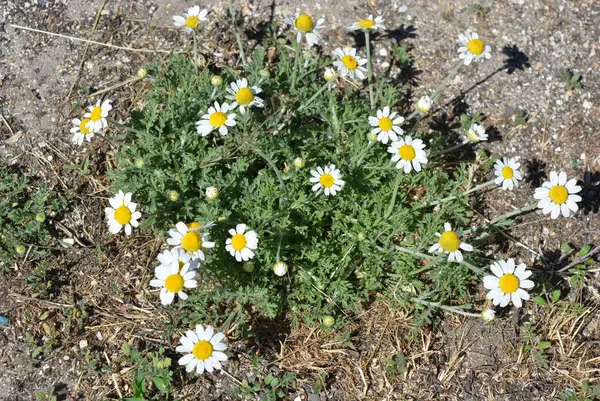 Medicinal plants, wild flowers of Ukraine, small white chamomile, mayweed, Matricaria growing not far from home.