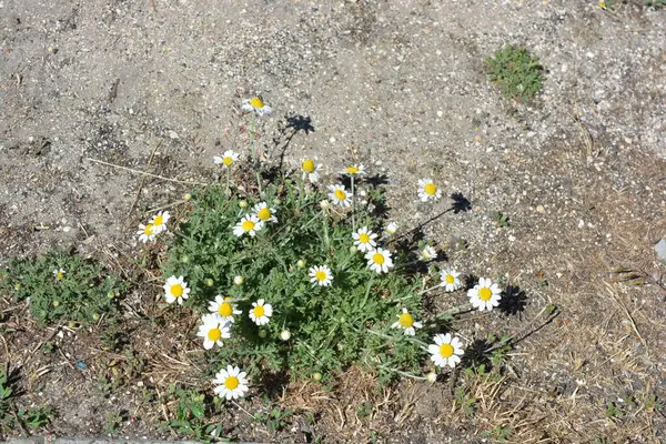 Şifalı bitkiler, Ukrayna 'nın yabani çiçekleri, küçük beyaz papatyalar, mayweed, evlerinden uzakta yetişmeyen Matrikaria..
