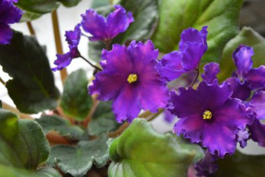 Mor çiçeklenme ve kanat çiçekleri ile beyaz bir pencere üzerinde güzel, sıradışı ev çiçekleri. Kapalı çiçekler, büyük menekşe ve çok güzel bir arka plan.