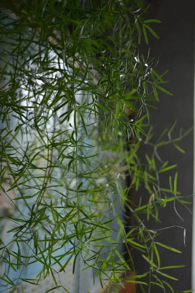 Güzel dalları ile küçük yeşil bir ev çiçek yaprakları bir pencere arka plan üzerinde