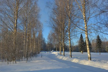Finlandiya 'nın Varkaus kentinde kar yağışlı bir kış. Huş ağaçları, köknar ağaçları, vahşi hayatta yetişen ve bol güneş ışığı alan karlı bir yol..