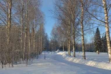 Finlandiya 'nın Varkaus kentinde kar yağışlı bir kış. Huş ağaçları, köknar ağaçları, vahşi hayatta yetişen ve bol güneş ışığı alan karlı bir yol..