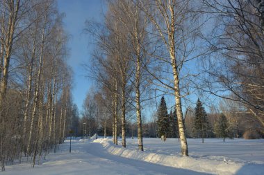 Finlandiya 'nın Varkaus kentinde kar yağışlı bir kış. Huş ağaçları, köknar ağaçları, vahşi hayatta yetişen ve bol güneş ışığı alan karlı bir yol..