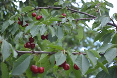 Parlak güneşli bir yaz, olgun meyveler ağaçlarda. Lezzetli, sağlıklı kahverengi, kırmızı kirazlar, kiraz meyveleri ağacın dallarında yetişir.. 