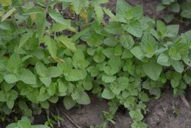 Ev sebze bahçesi, büyük nane çalıları..