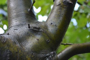 Doğa, genç bir ağacın kabuğu, yeşil dallar ve yapraklı gövdeler, elma ağaçları. Gerçek doğa, güzel ağaçlar ve açık bir gün..
