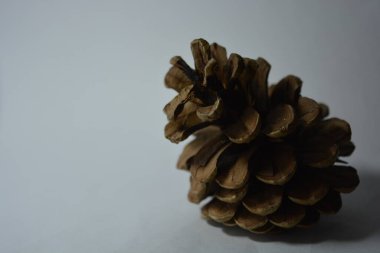 Beyaz arka planda büyük kahverengi bir tümsek yer almaktadır..