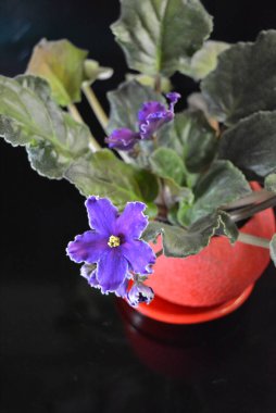 Güzel doğa, şenlikli ev çiçekleri, mor menekşe çiçekleri....