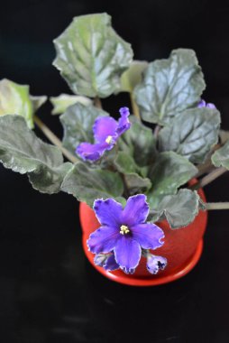 Güzel doğa, şenlikli ev çiçekleri, mor menekşe çiçekleri....