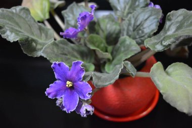 Güzel doğa, şenlikli ev çiçekleri, mor menekşe çiçekleri....