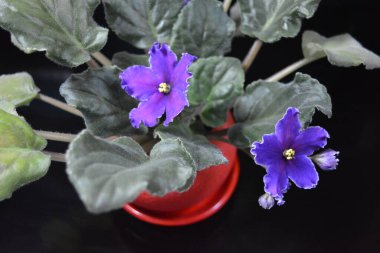 Güzel doğa, şenlikli ev çiçekleri, mor menekşe çiçekleri....