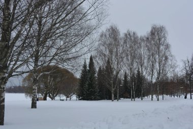 Ağaçlarla, köknar ağaçlarıyla, park alanıyla, yürüyüş yollarıyla güzel kış doğası. Finlandiya 'nın Varkaus kentinde büyük bir göl yakınında her yer beyaz karla kaplıdır..