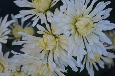 Güzel, parlak sonbahar çiçekleri, yeşil yapraklı beyaz kasımpatı çiçekleri..