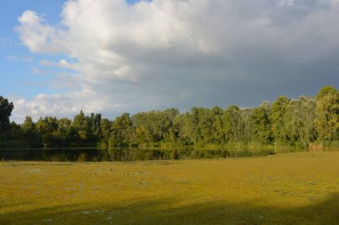 Güzel ve sıra dışı doğa, Ukrayna 'daki Dnipro Nehri yakınlarında güzel ağaçlar. Yeşil yosunlar, sazlıklar ve nilüfer yapraklarıyla kaplı küçük bir yaz gölü..