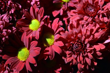 Güzel, tebrik ederim, bir buket kırmızı kasımpatı. Güzel bir bukette bir sürü şirin ve güzel kırmızı kasımpatı..