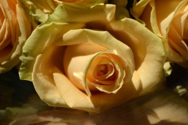 Güzel, tebrik ederim, bir buket pembe gül, güzel güller. Bir sürü şirin ve güzel şeftali gülleri yeşil sarı kenarlı..