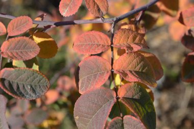 Sonbahar, doğanın olağandışı güzelliği, güzel kırmızı gül yaprakları hala çalıların dallarında yer almaktadır..