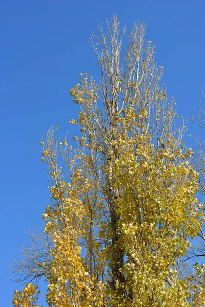 Beautiful, large poplars with golden, yellow leaves growing against the blue sky. Autumn, golden trees, autumn beauty.