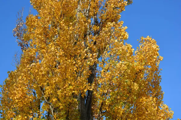 Beautiful, large poplars with golden, yellow leaves growing against the blue sky. Autumn, golden trees, autumn beauty.