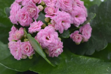 Gerçek taze çiçekler, Kalanchoe tohumları gri plastik bir tencerede yetişiyor. Büyük yeşil yaprakları olan bir sürü küçük pembe çiçek..