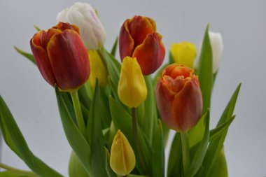 Bir buket çiçek, bahar, cam bir bardakta sergilenen parlak çiçekler. Kırmızı, beyaz, sarı lalelerin bileşimi uzun, yeşil yaprakların arka planında.