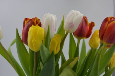 Bir buket çiçek, bahar, cam bir bardakta sergilenen parlak çiçekler. Kırmızı, beyaz, sarı lalelerin bileşimi uzun, yeşil yaprakların arka planında.