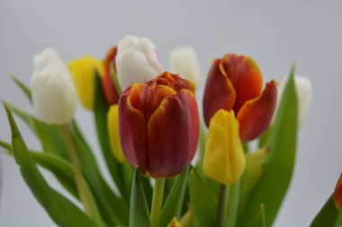 Bir buket çiçek, bahar, cam bir bardakta sergilenen parlak çiçekler. Kırmızı, beyaz, sarı lalelerin bileşimi uzun, yeşil yaprakların arka planında.