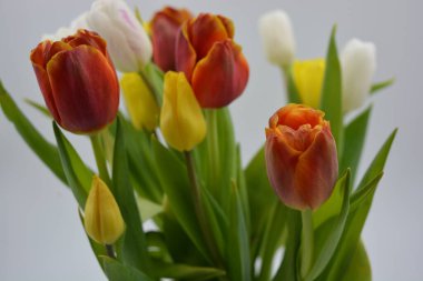 Bir buket çiçek, bahar, cam bir bardakta sergilenen parlak çiçekler. Kırmızı, beyaz, sarı lalelerin bileşimi uzun, yeşil yaprakların arka planında.