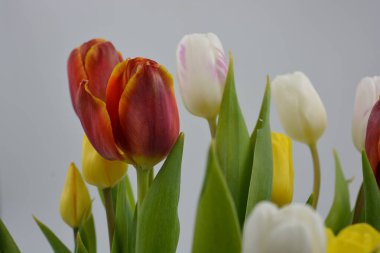 Bir buket çiçek, bahar, cam bir bardakta sergilenen parlak çiçekler. Kırmızı, beyaz, sarı lalelerin bileşimi uzun, yeşil yaprakların arka planında.